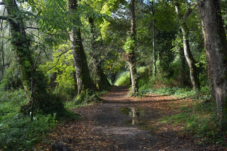Bosque Encantado de Aldán